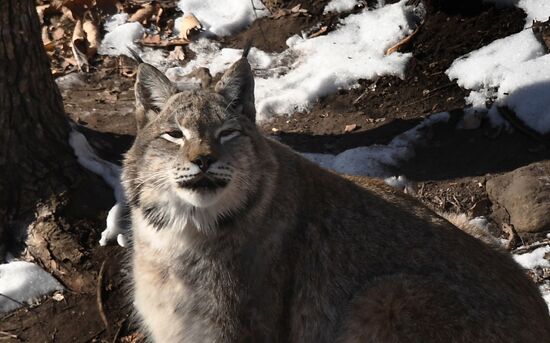 Russia Animals Safari Park