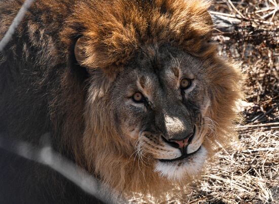 Russia Animals Safari Park