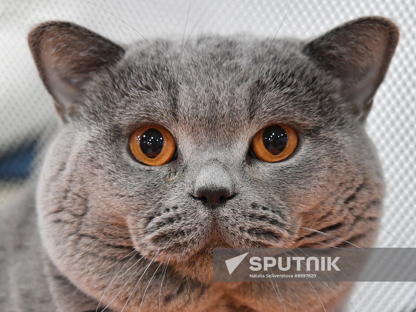 Russia Cat Show