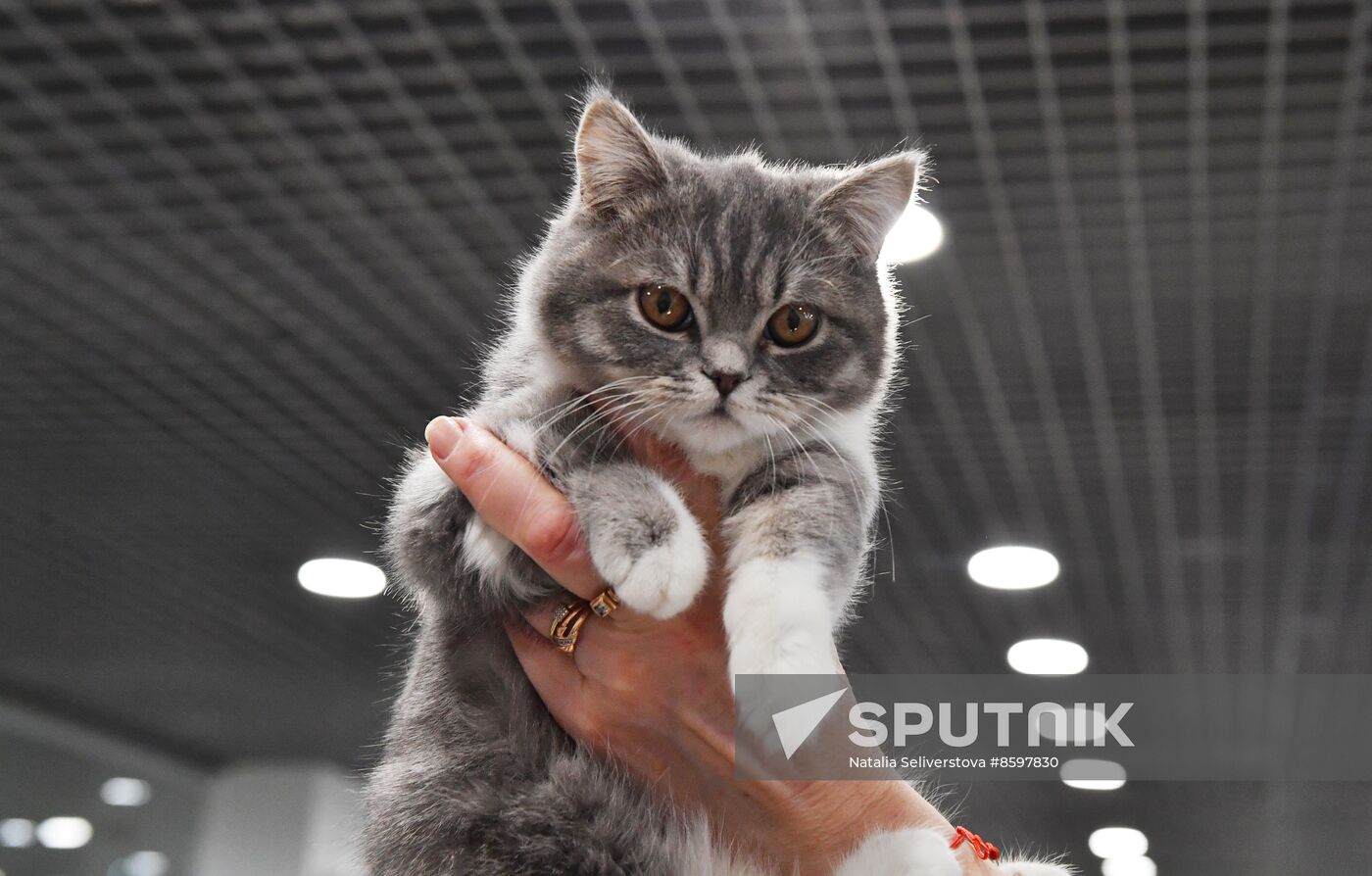 Russia Cat Show