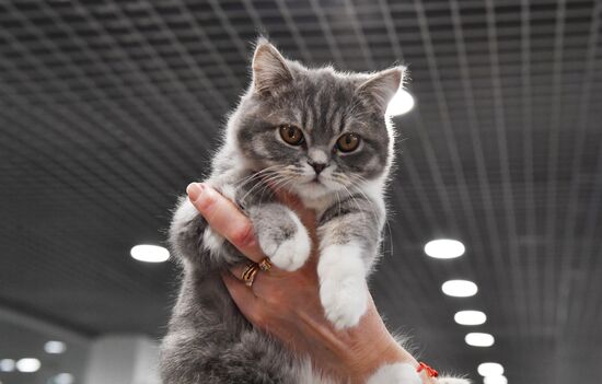 Russia Cat Show