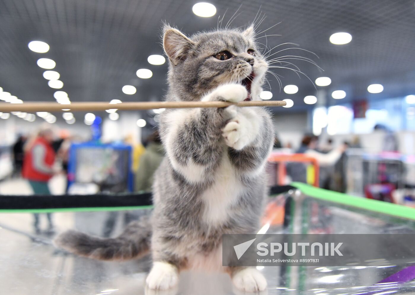 Russia Cat Show