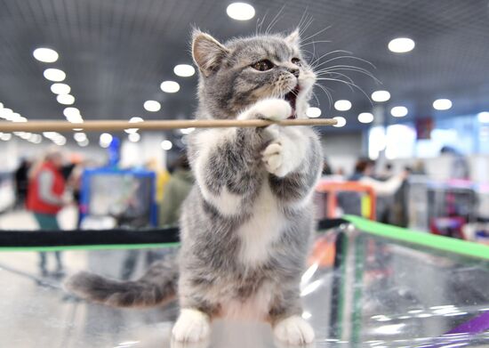 Russia Cat Show