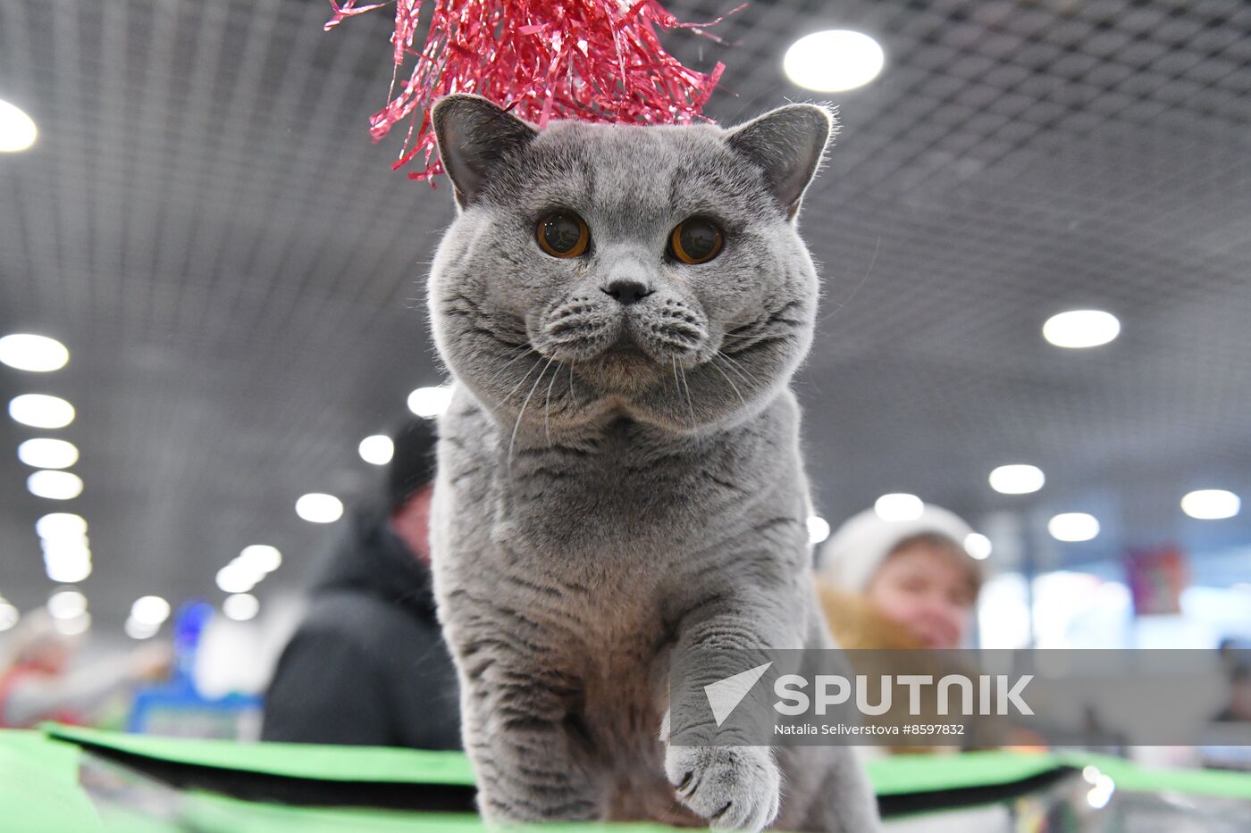 Russia Cat Show