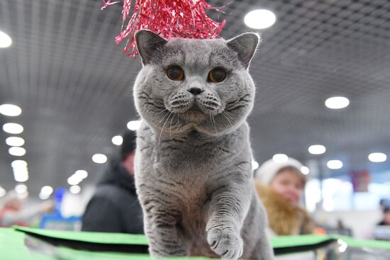 Russia Cat Show