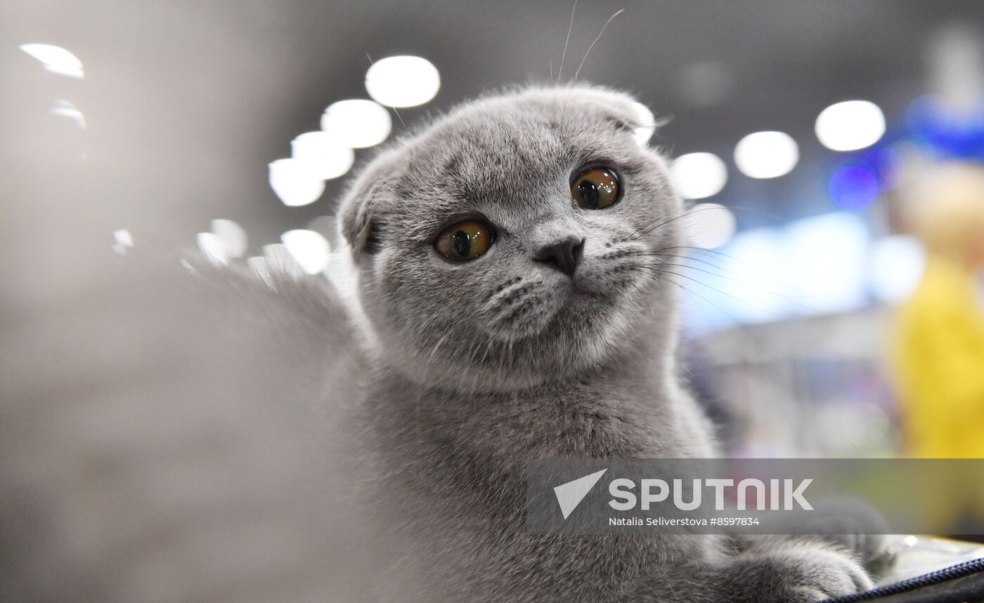 Russia Cat Show