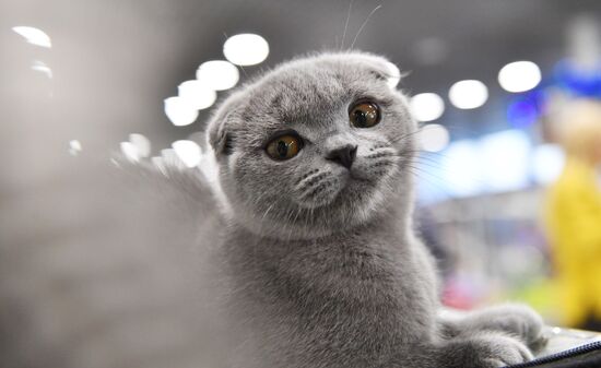 Russia Cat Show