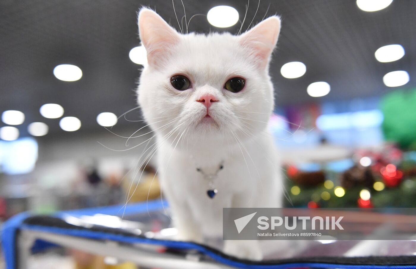 Russia Cat Show