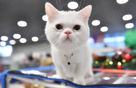 Russia Cat Show