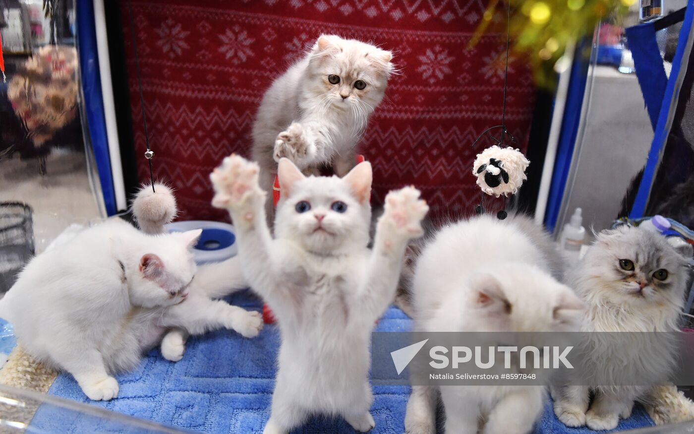 Russia Cat Show