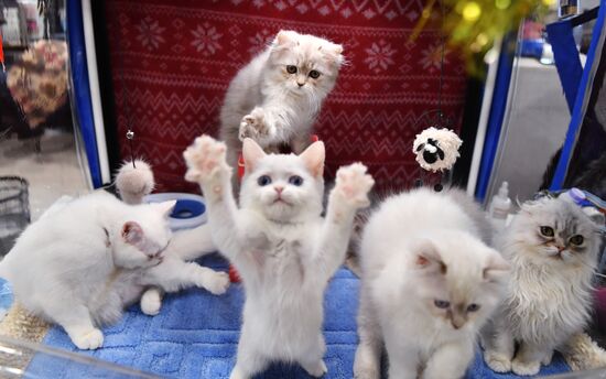 Russia Cat Show