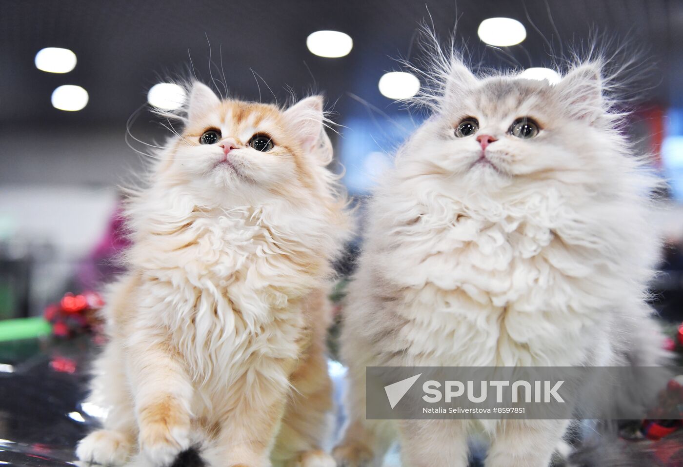 Russia Cat Show