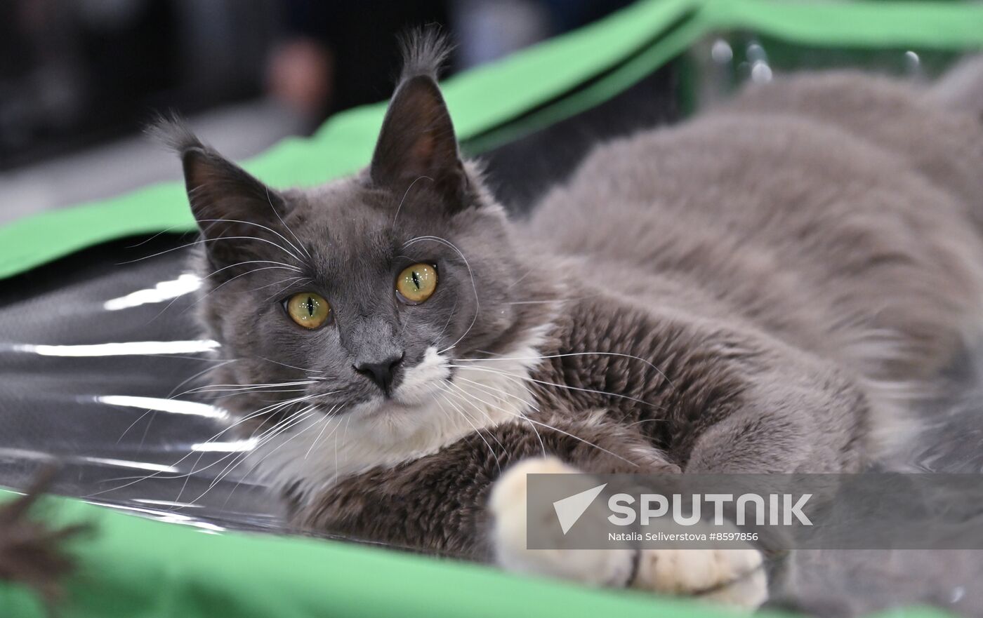 Russia Cat Show