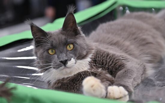 Russia Cat Show