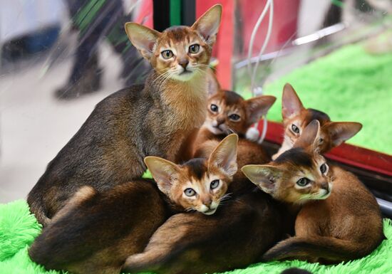 Russia Cat Show