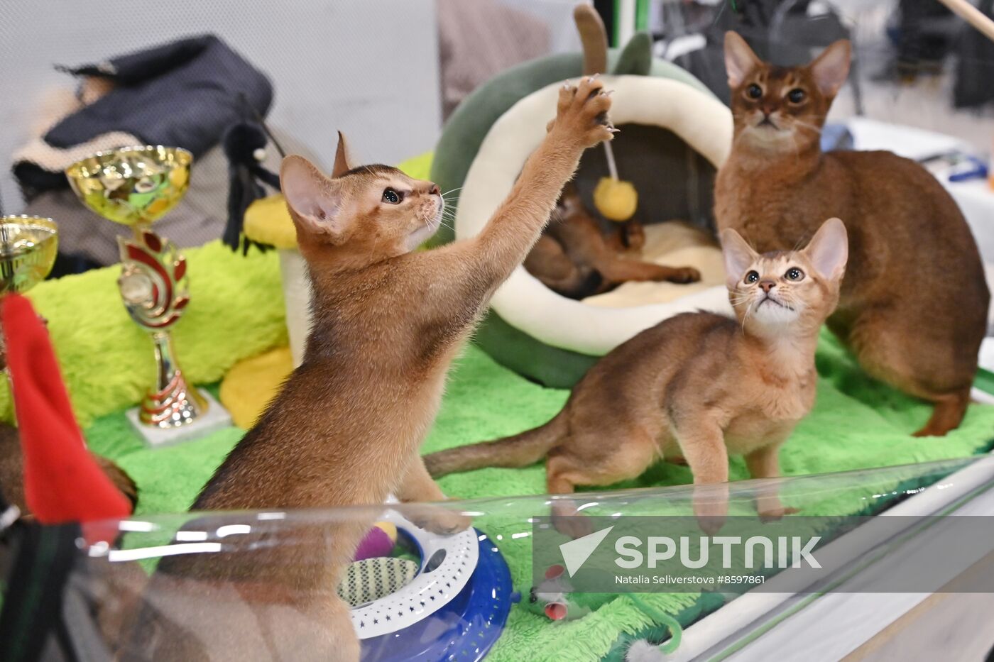 Russia Cat Show