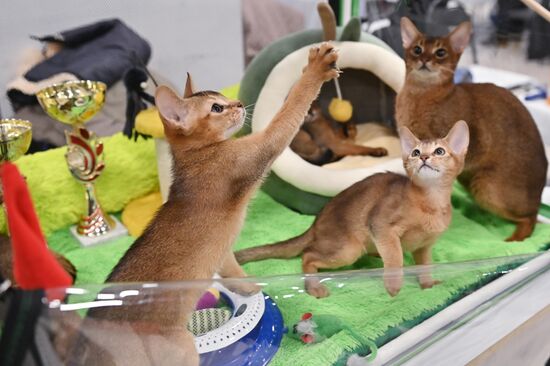 Russia Cat Show