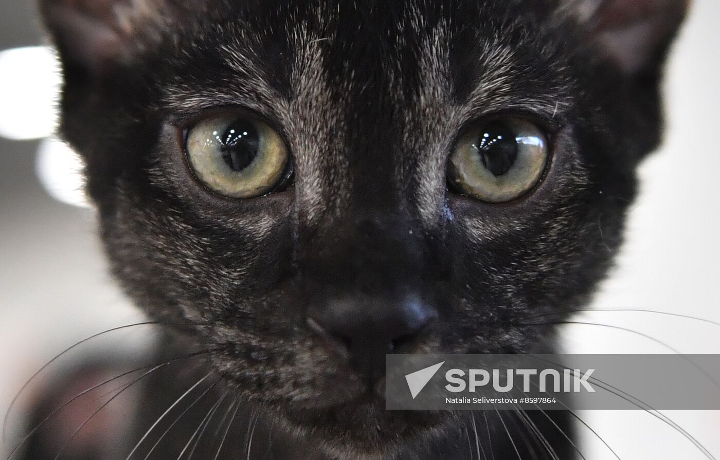 Russia Cat Show