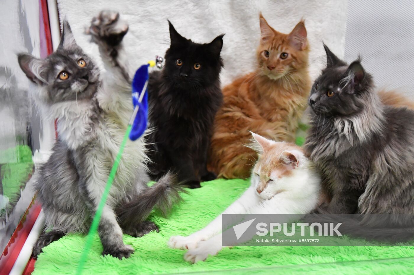 Russia Cat Show