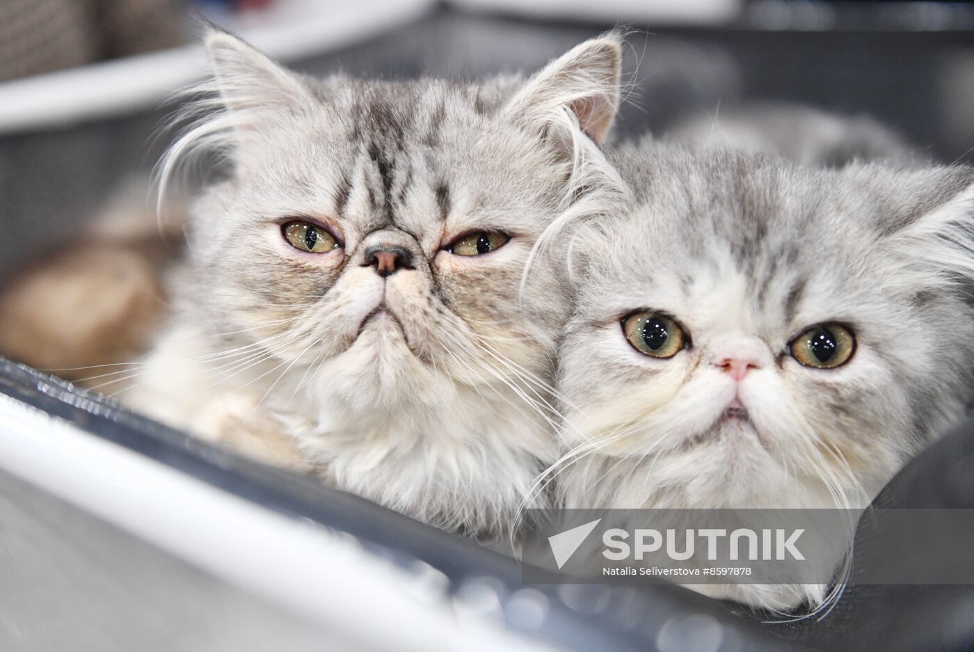 Russia Cat Show