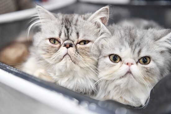 Russia Cat Show