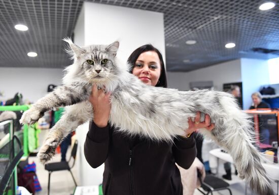 Russia Cat Show