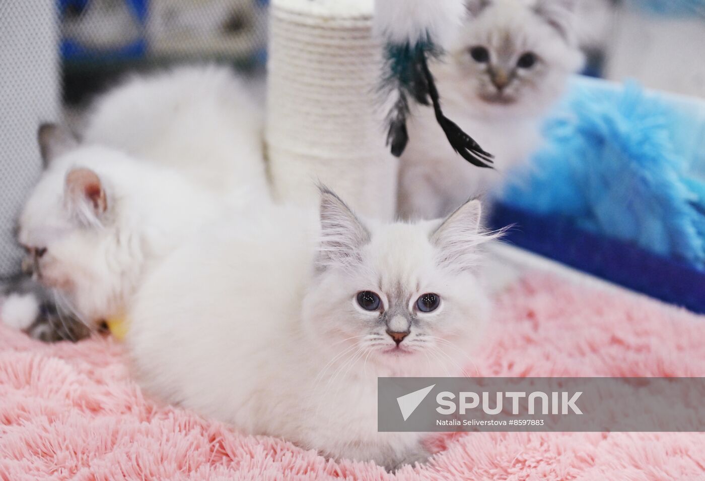 Russia Cat Show