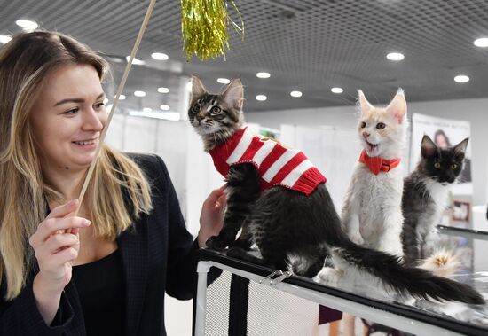 Russia Cat Show