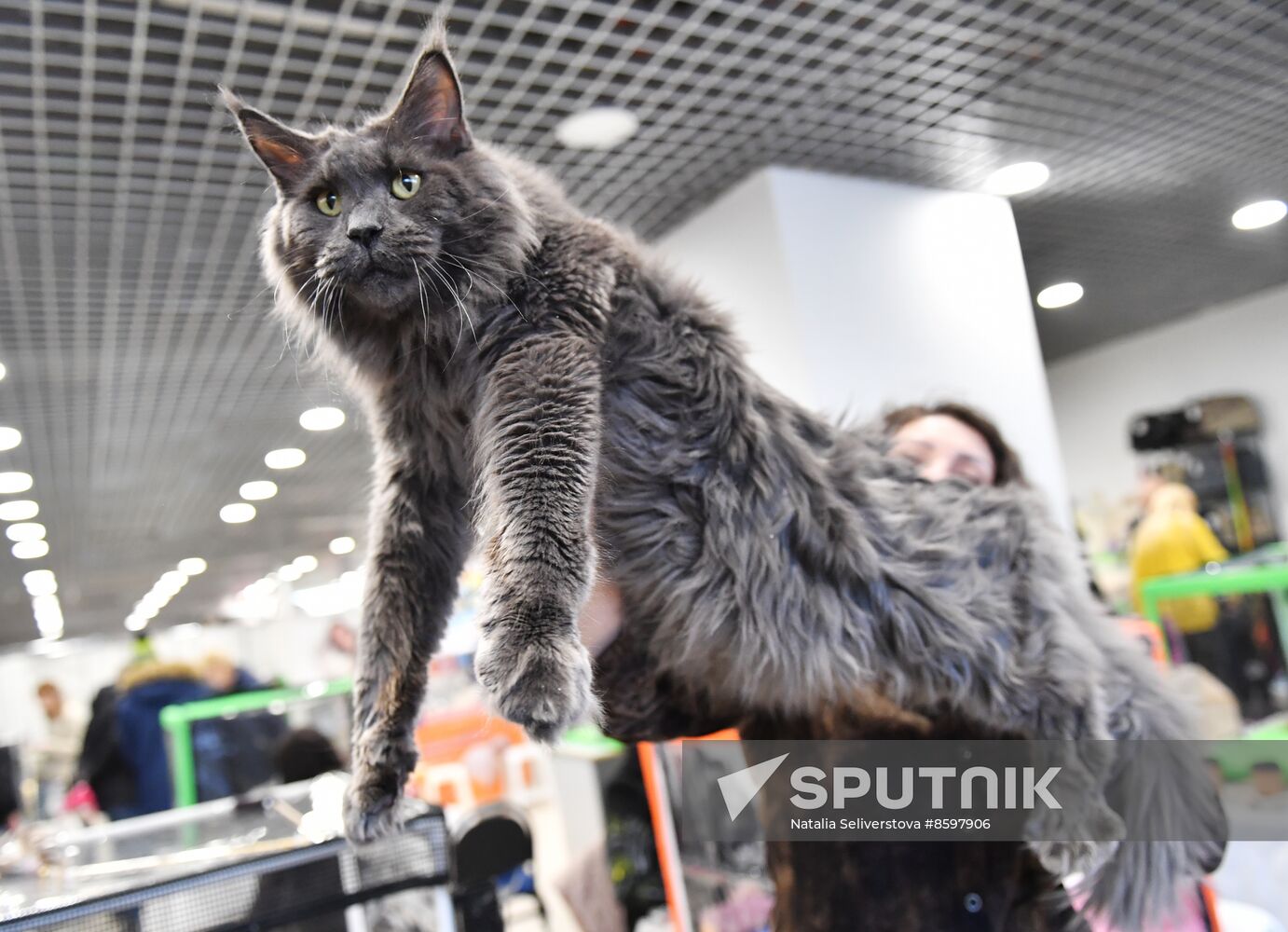 Russia Cat Show