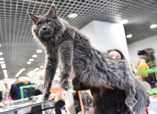 Russia Cat Show