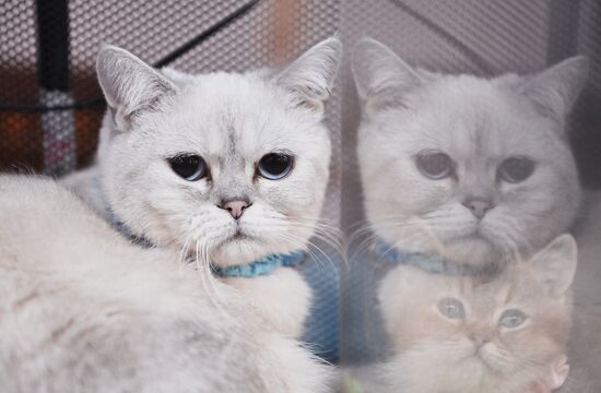 Russia Cat Show