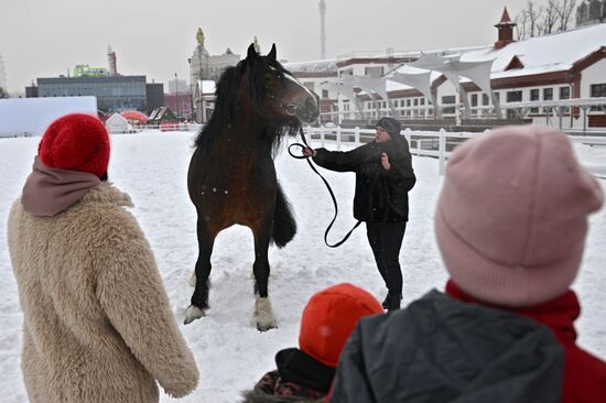 RUSSIA EXPO. Vladimir Heavy Draft breed show