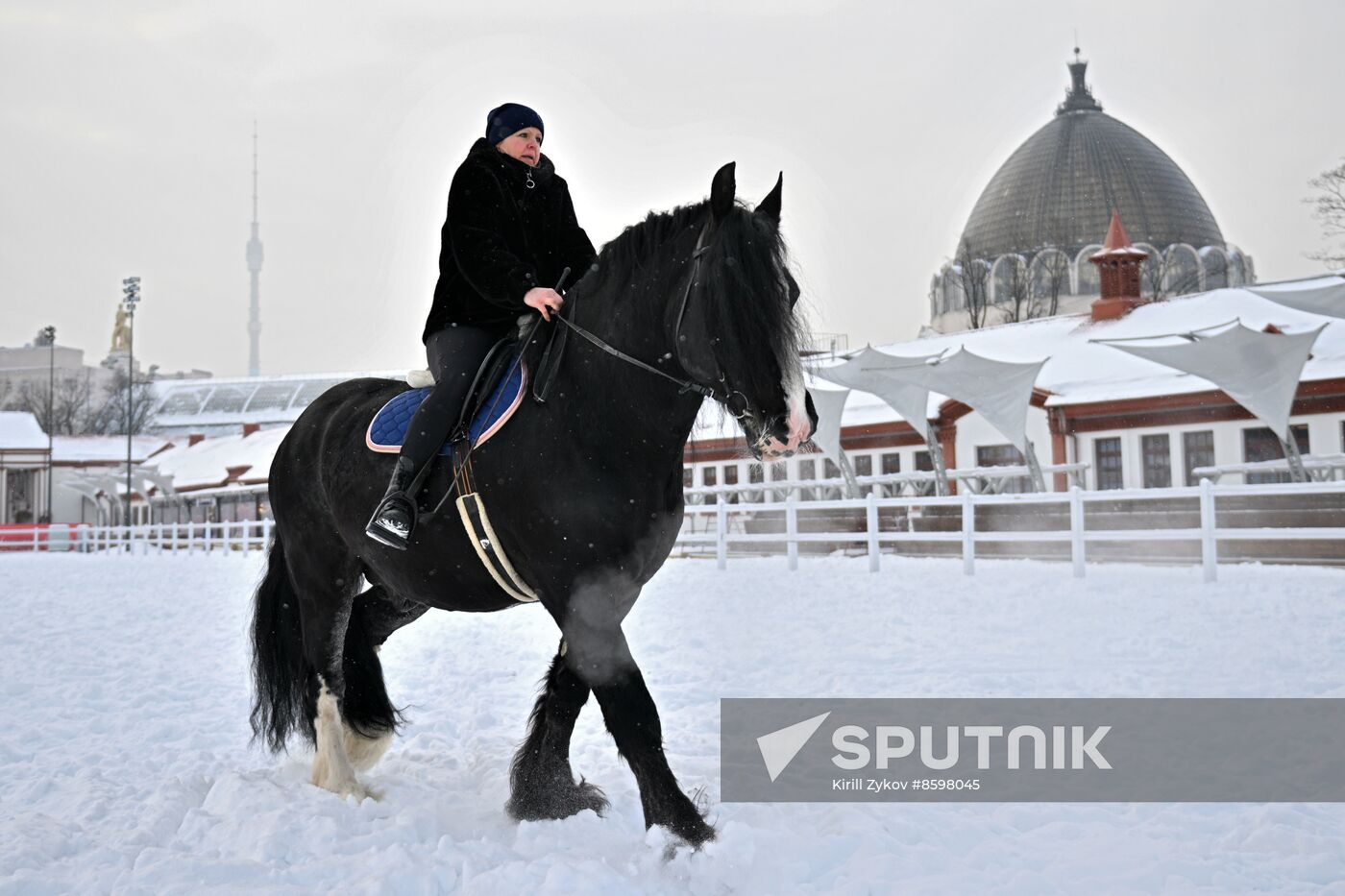 RUSSIA EXPO. Vladimir Heavy Draft breed show