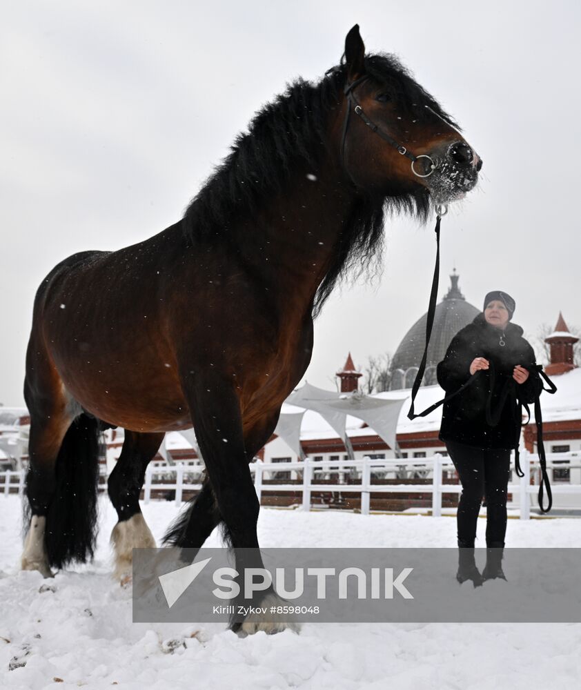 RUSSIA EXPO. Vladimir Heavy Draft breed show