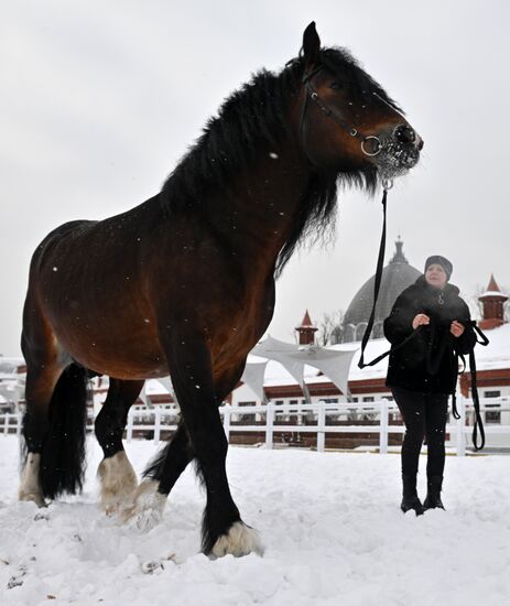 RUSSIA EXPO. Vladimir Heavy Draft breed show