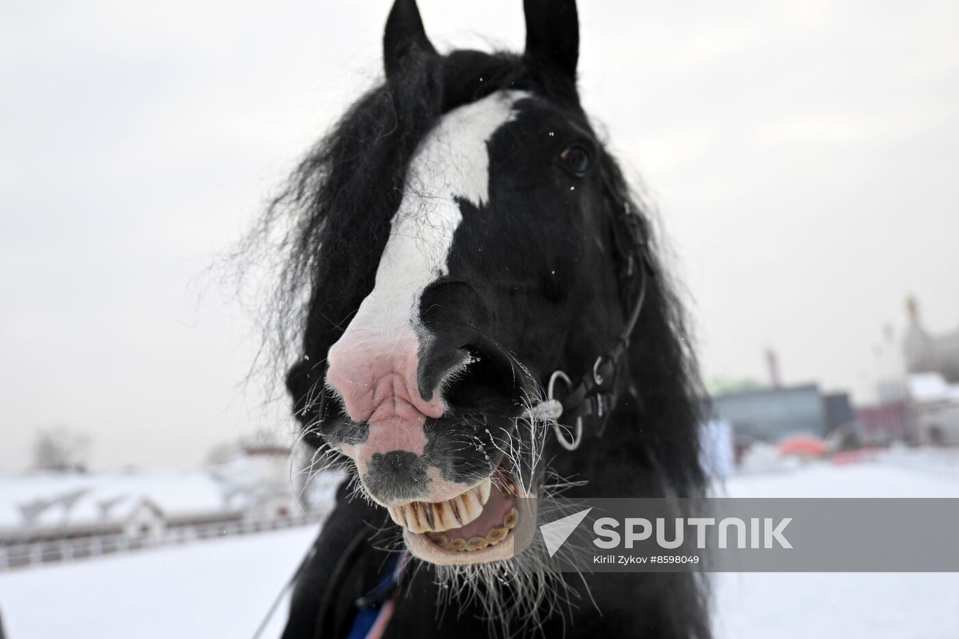 RUSSIA EXPO. Vladimir Heavy Draft breed show