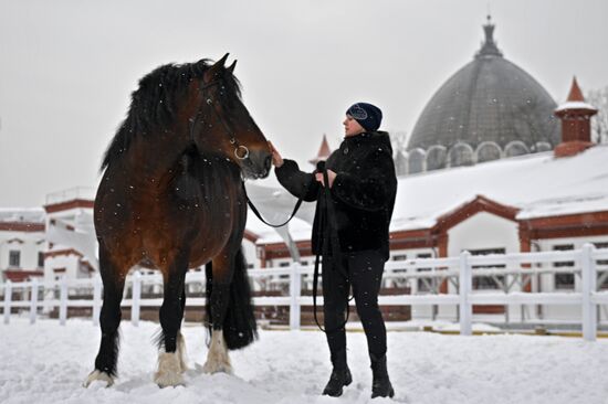 RUSSIA EXPO. Vladimir Heavy Draft breed show
