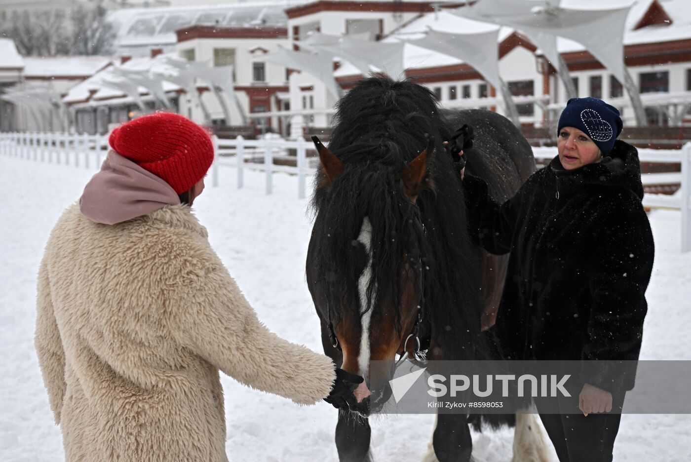 RUSSIA EXPO. Vladimir Heavy Draft breed show