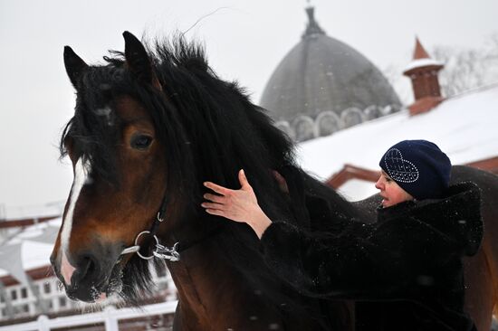 RUSSIA EXPO. Vladimir Heavy Draft breed show
