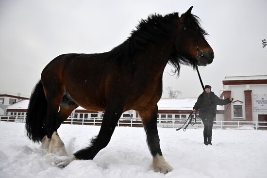 RUSSIA EXPO. Vladimir Heavy Draft breed show