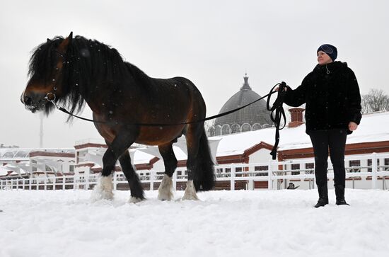 RUSSIA EXPO. Vladimir Heavy Draft breed show