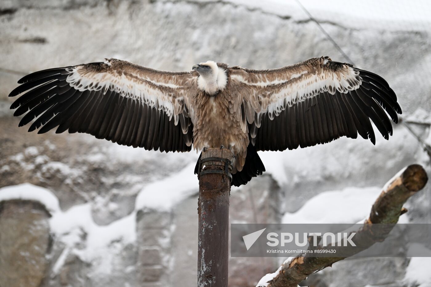 Russia Zoo