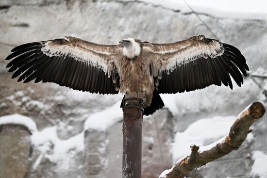 Russia Zoo
