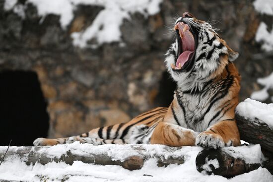 Russia Zoo