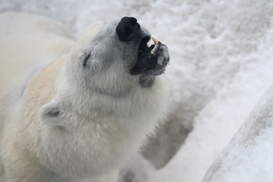 Russia Zoo