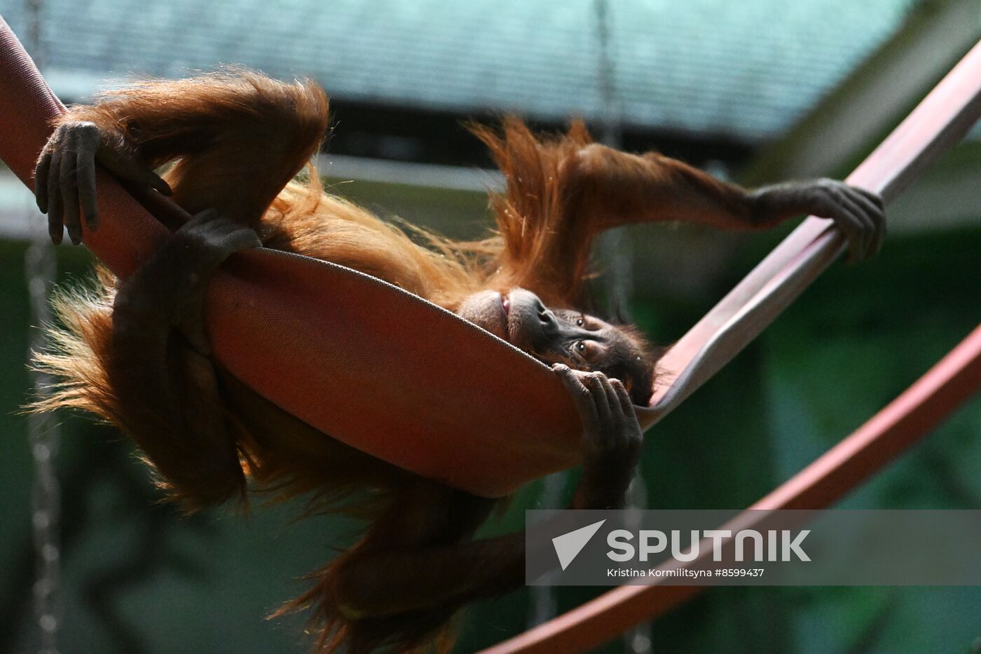 Russia Zoo