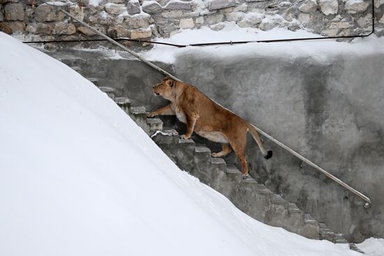 Russia Zoo