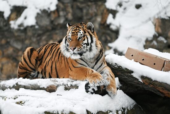 Russia Zoo
