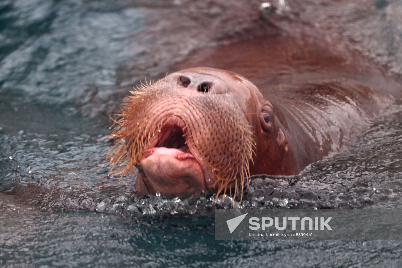 Russia Zoo