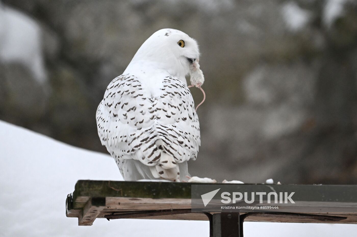 Russia Zoo
